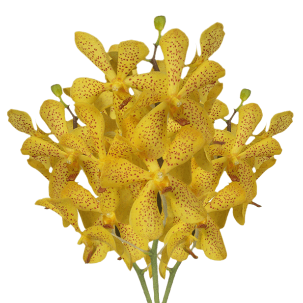 Orchids Yellow Salaya Qty For Delivery to Redlands, California