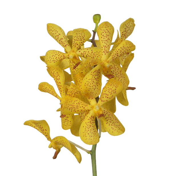 Real Yellow Salaya Mokara Orchids Low Cost Flowers