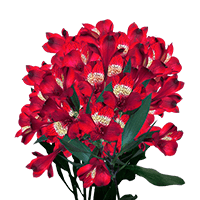 (OC) Alstroemeria Sel Red 6 Bunches For Delivery to Jacksonville, Florida