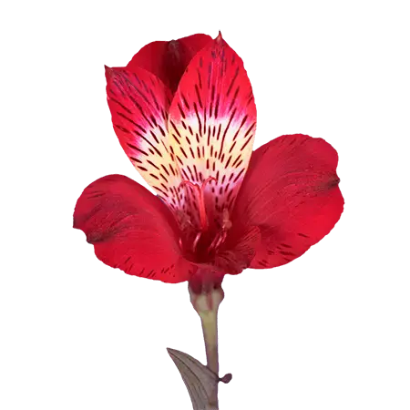 1-Red