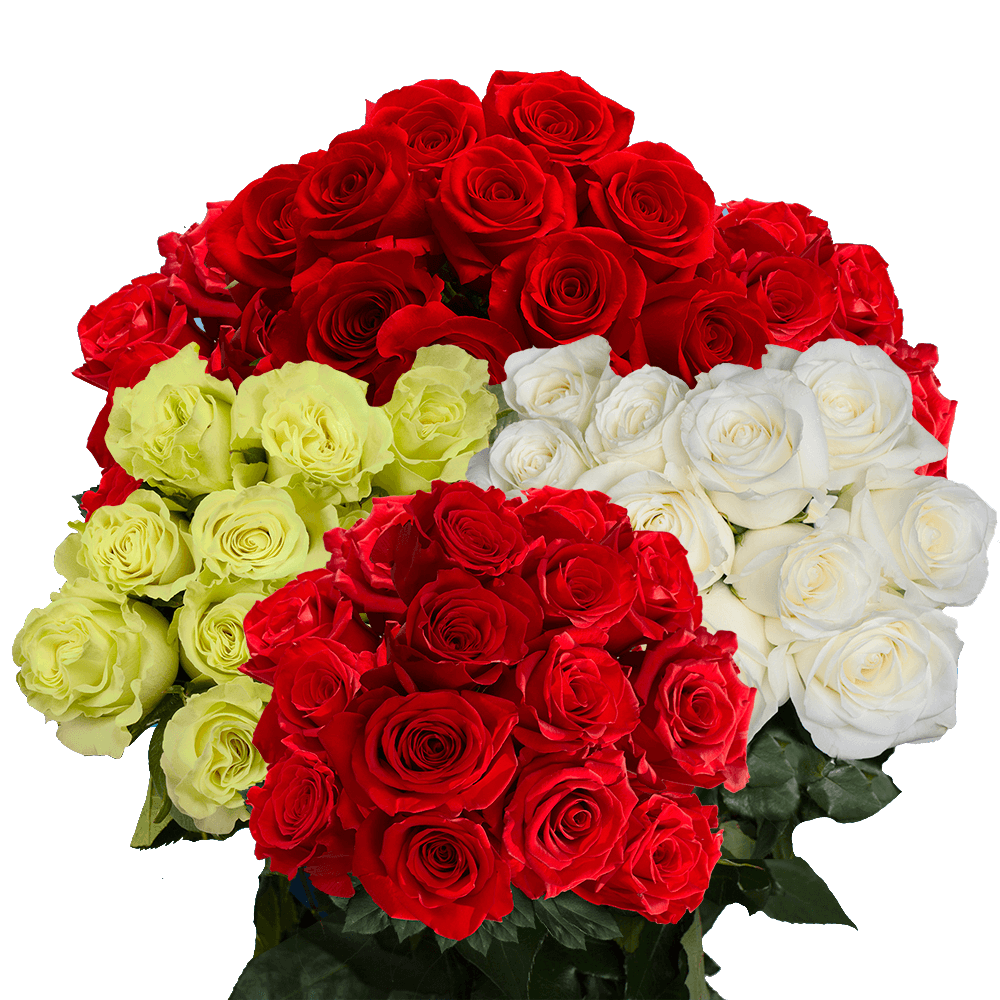 Red and Color Roses Wholesale Special