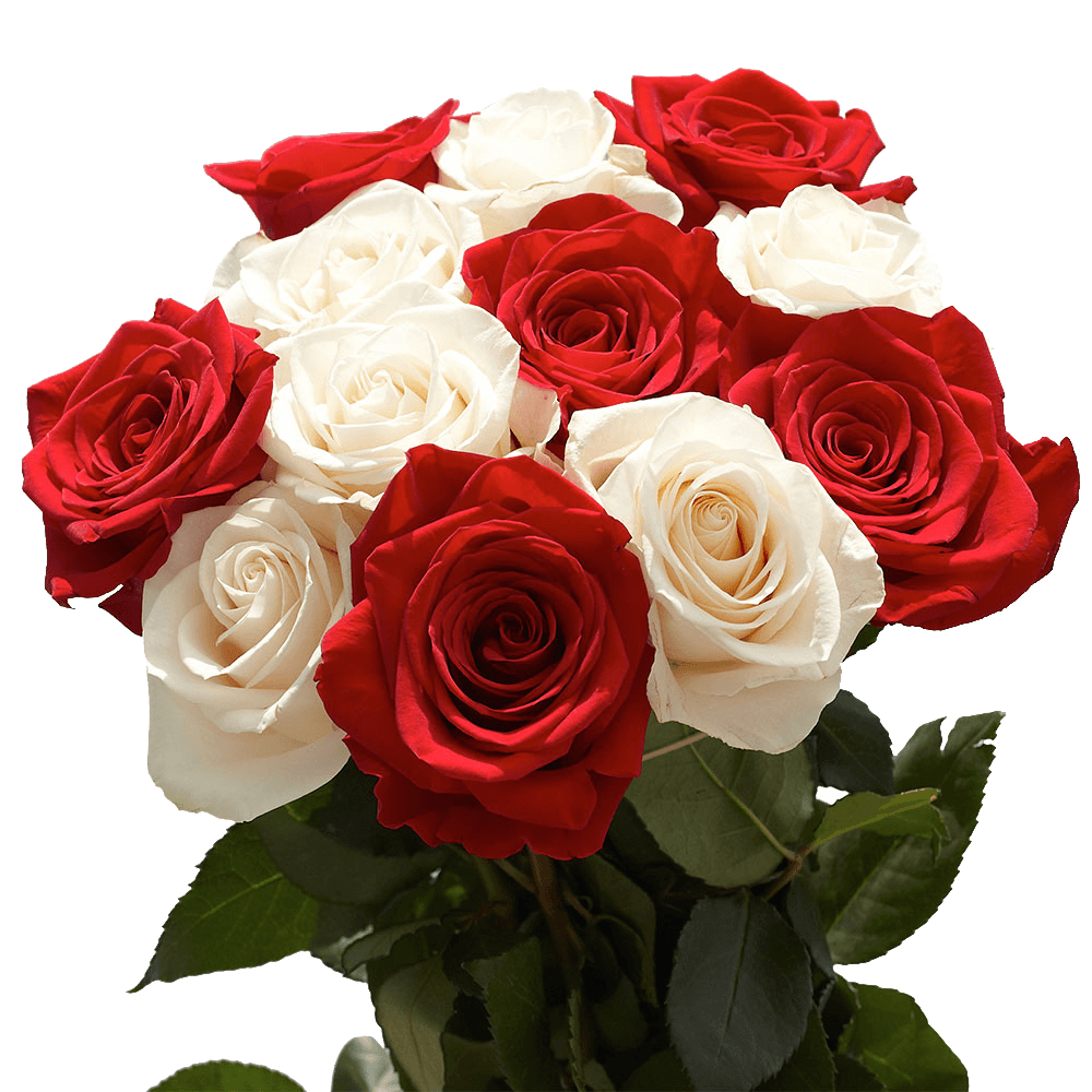 Red and White Rose Flowers 24 Hours Delivery