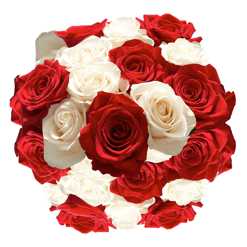 Red and White Rose Flowers Grower Direct Shipping