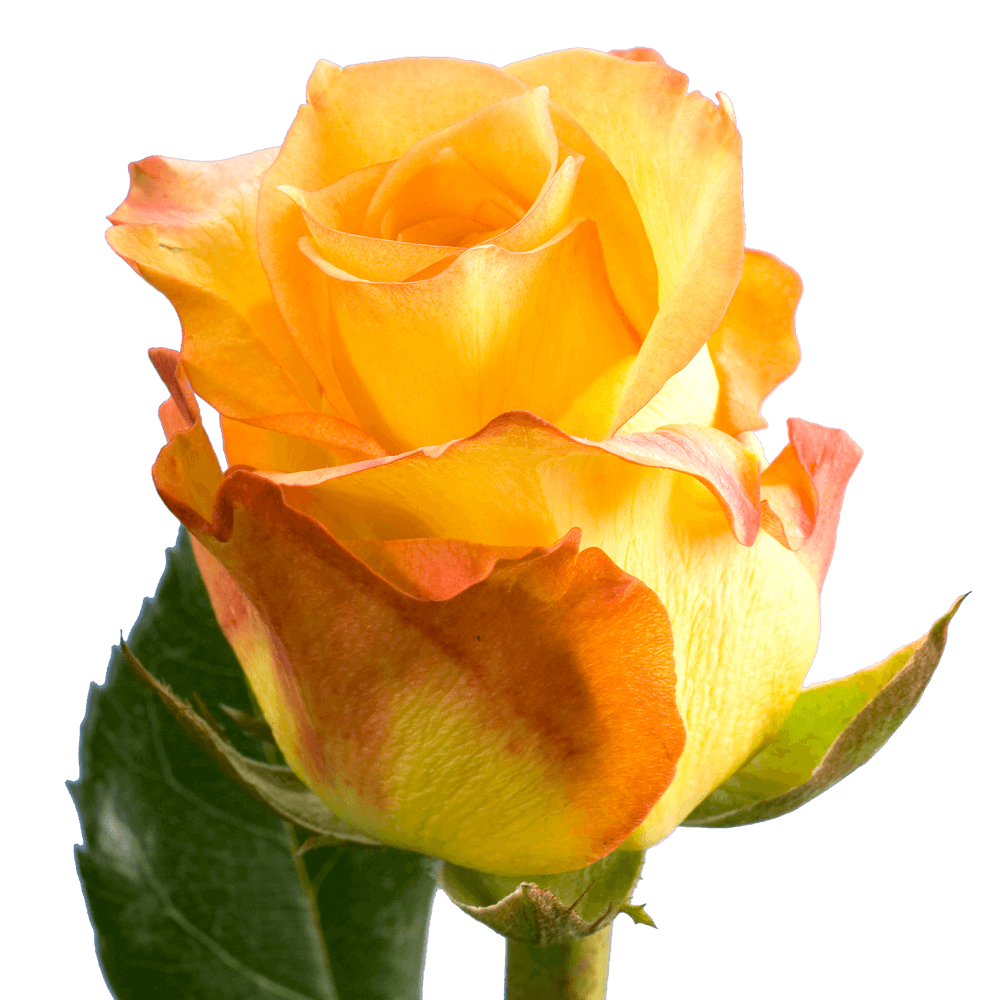 Qty of Latin Beauty Roses For Delivery to Gettysburg, Pennsylvania