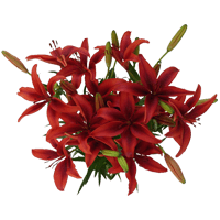 (OC) Asiatic Lilies Red 1 Bunches For Delivery to West_Memphis, Arkansas