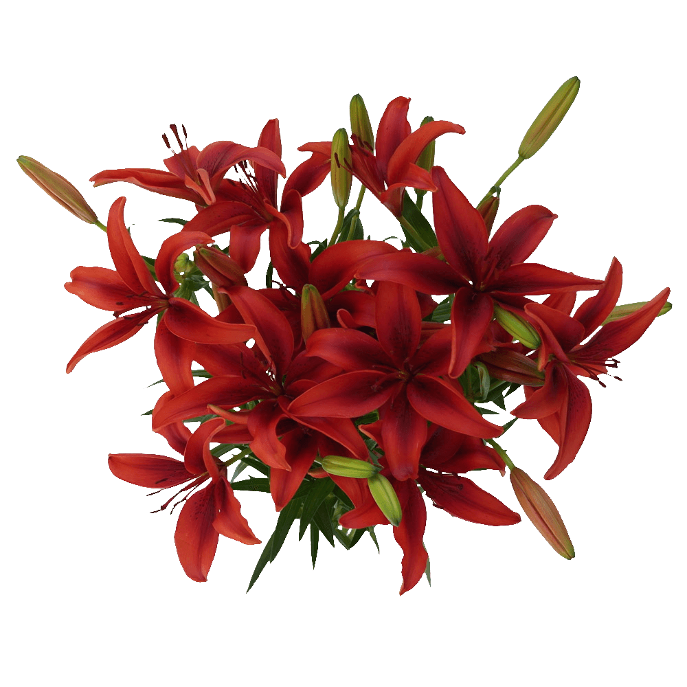 Red Asiatic Lilies Bouquet Flowers