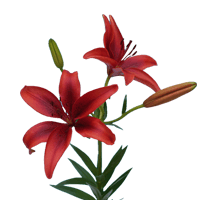 Qty of Red Asiatic Lilies For Delivery to Edwardsville, Illinois