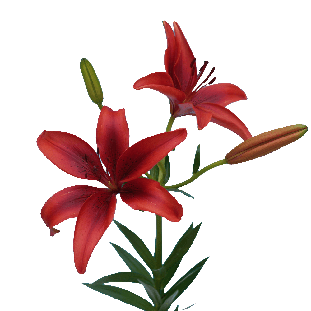Qty of Red Asiatic Lilies For Delivery to Decatur, Illinois