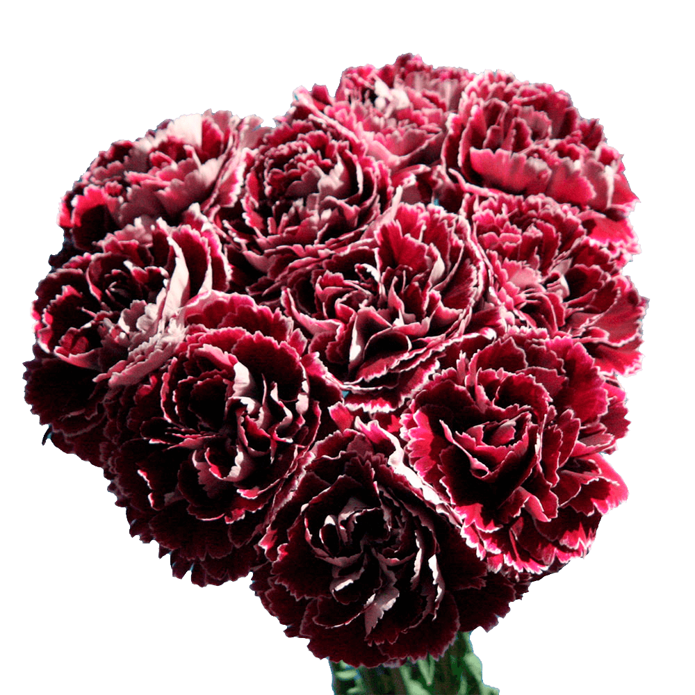 Red Carnation Flower For Sale with White Outer Petals
