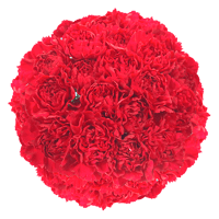 Qty of Red Carnations For Delivery to Orland_Park, Illinois