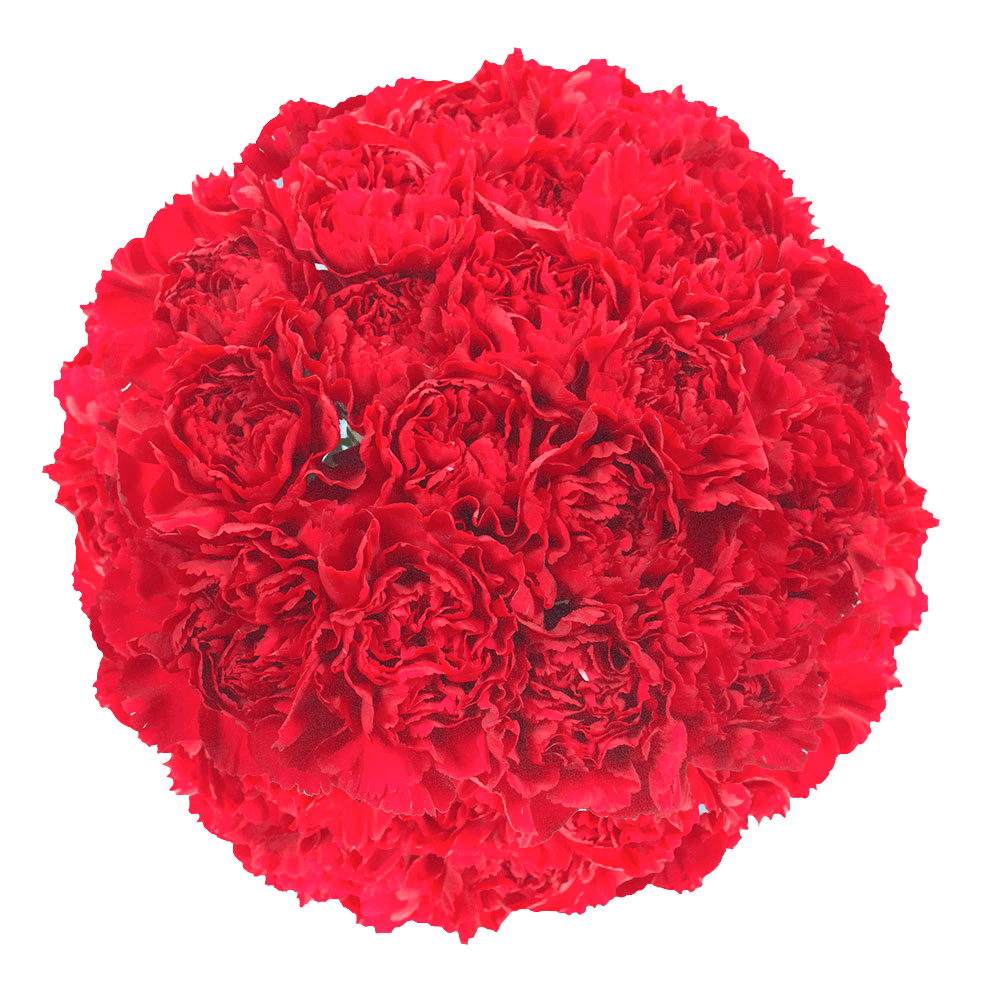 Qty of Red Carnations For Delivery to Missoula, Montana