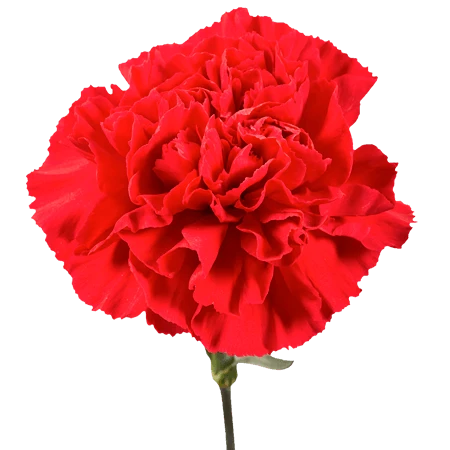 CARN-RED