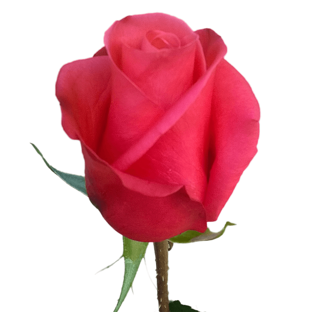 Qty of Malena Roses For Delivery to Newhall, California