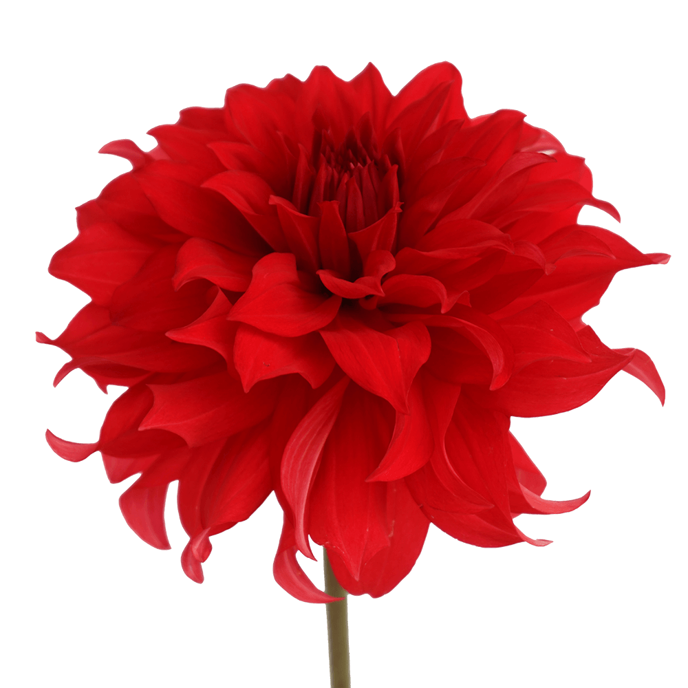 Qty Dahlias Red Stone For Delivery to Lynchburg, Virginia