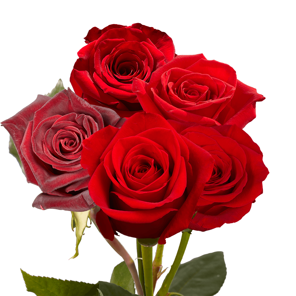 Qty of Dozen Red Roses For Delivery to Venice, California