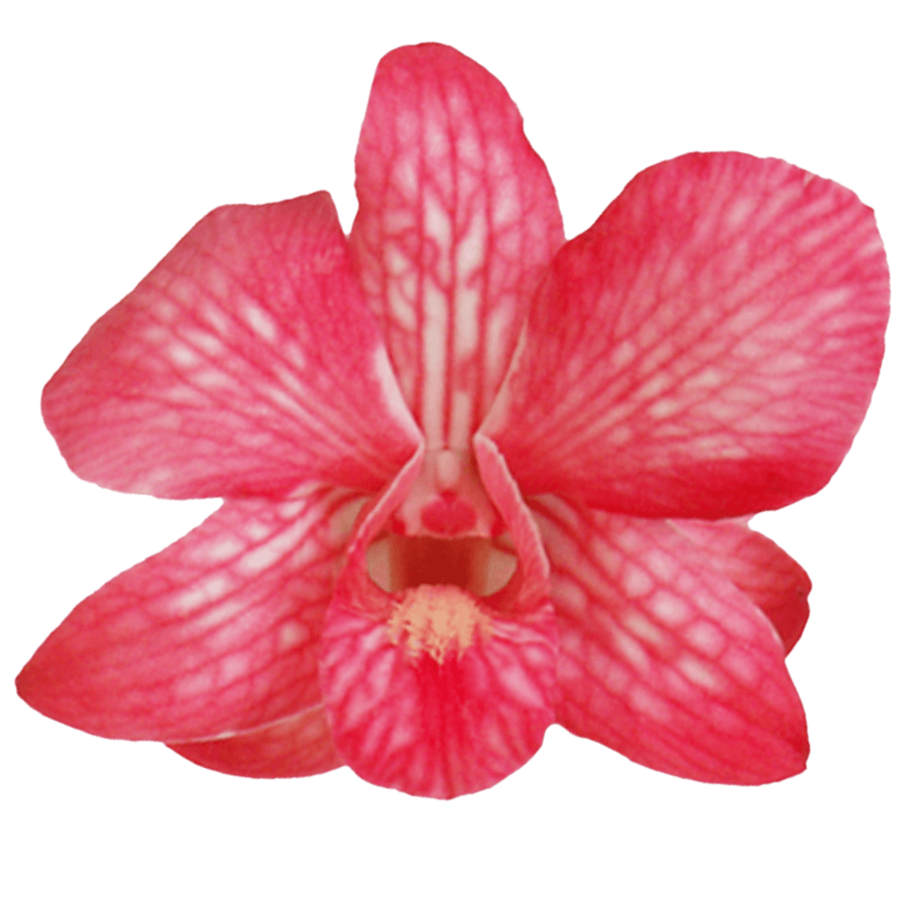Red Dyed Orchids Best Prices Online