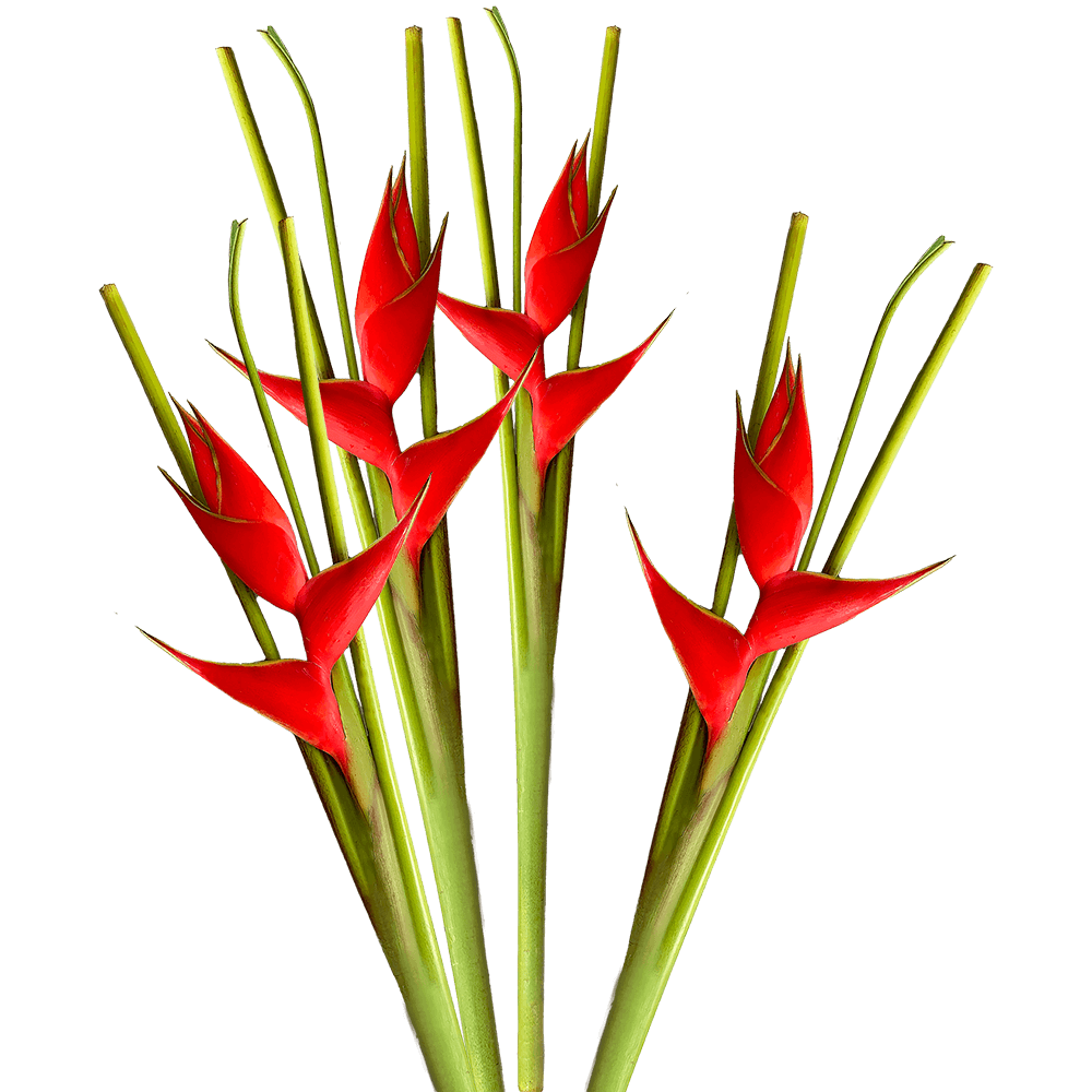 Red Iris Heliconia Tropical Flowers Online Delivery  Large Bunch of 10 Stems