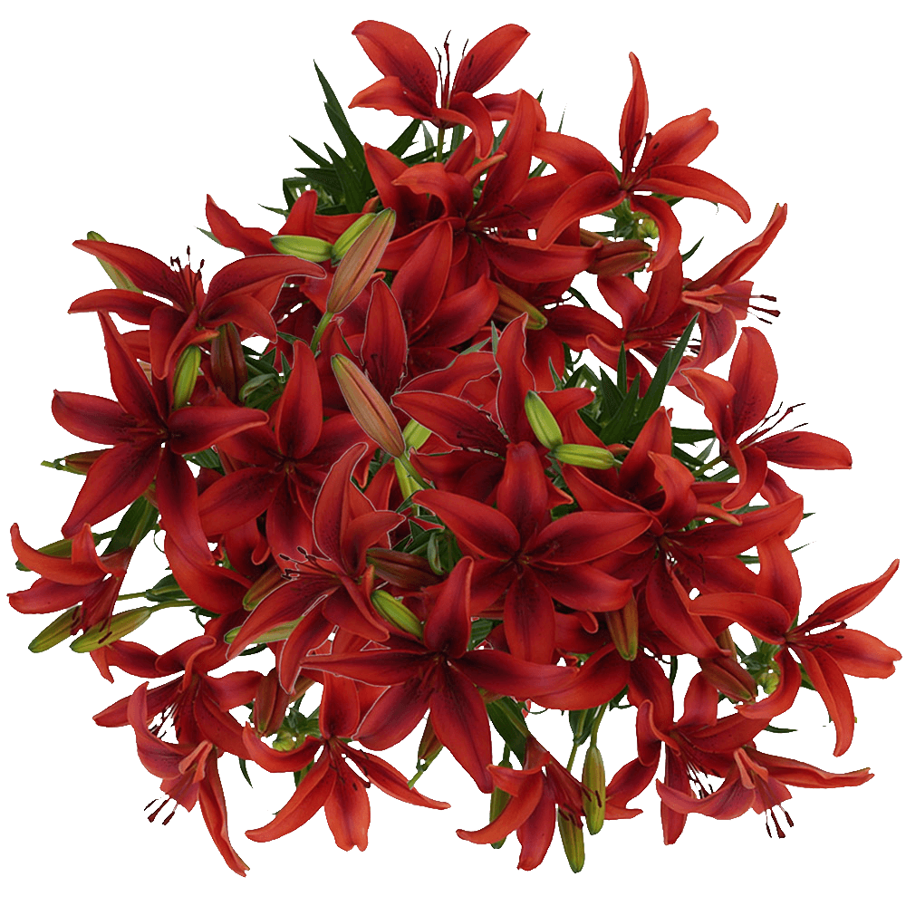 Red Lilies Asiatic Lily Flowers from Ecuador