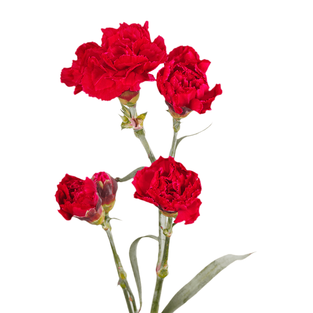 Red Mini Carnations Cheap