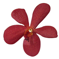 Orchids Red Salaya 40 Stems (OC) For Delivery to New_Jersey
