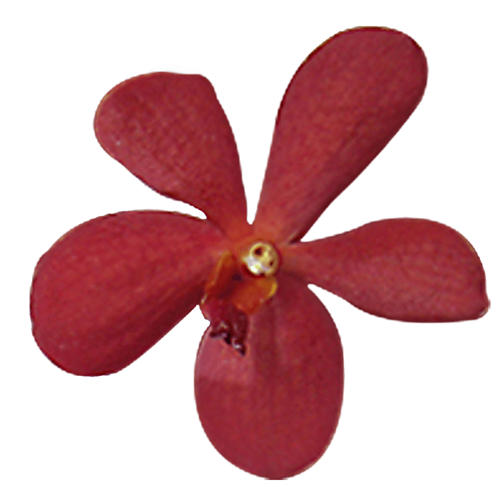 Red Orchids Online Free Flower Delivery