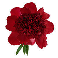 Qty of Red Charm Peony Flowers For Delivery to Camarillo, California