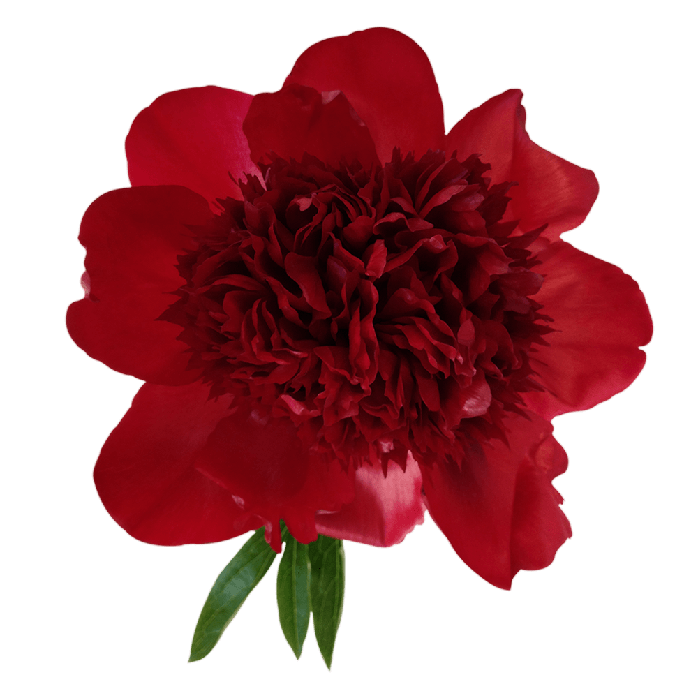 Qty of Red Charm Peony Flowers For Delivery to Mchenry, Illinois