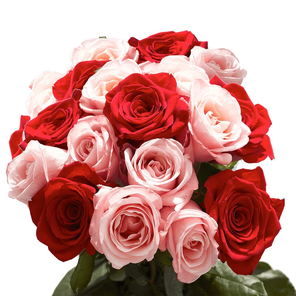 Red Pink Colored Roses Online Sale