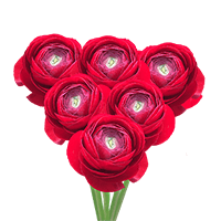Ranunculus Red 30Cm 10 Bunches (QB) For Delivery to Prescott, Arizona