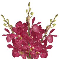 Orchids Red Robin Qty For Delivery to New_Jersey