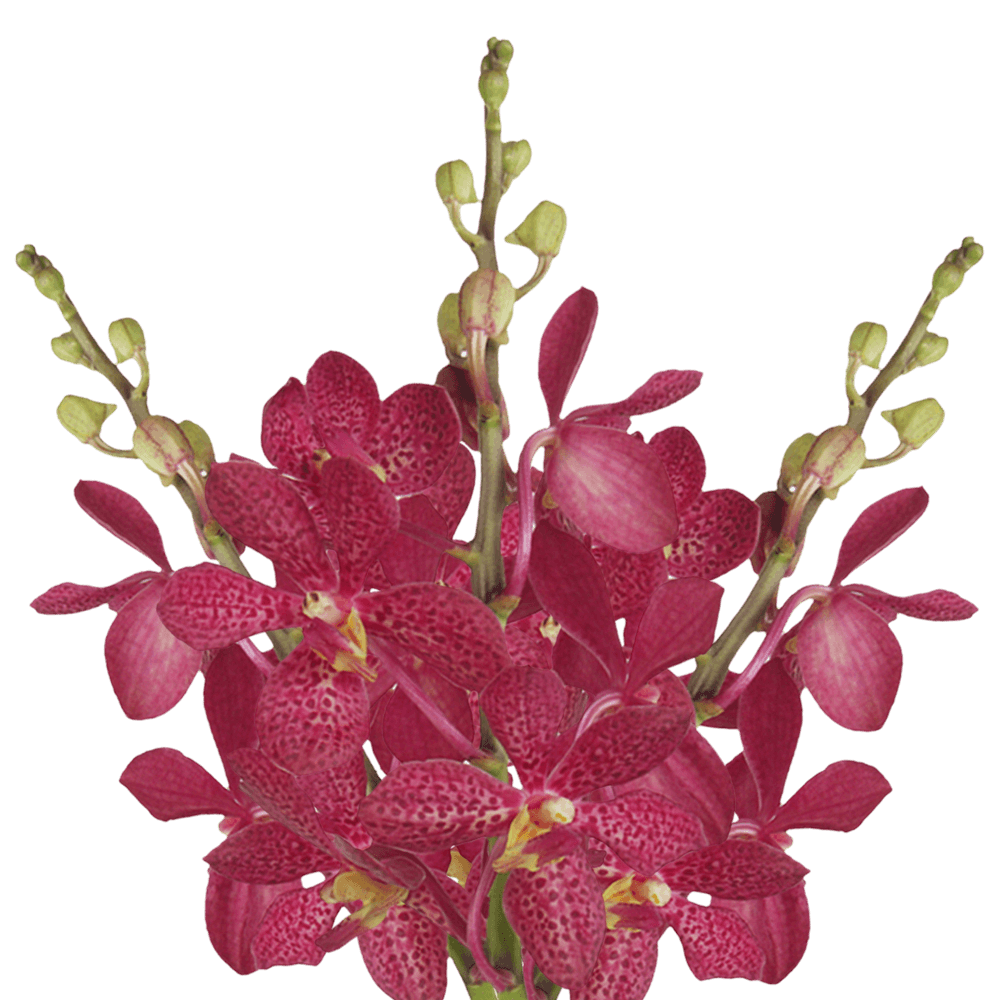 Orchids Red Robin Qty For Delivery to Frisco, Texas