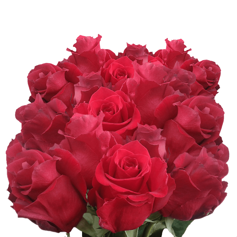 Red Roses Bulk Delivered for Free Big Bouquet of Fresh Cut Roses
