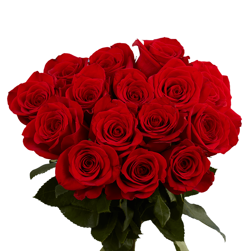 Red Roses Cheap Flower Special