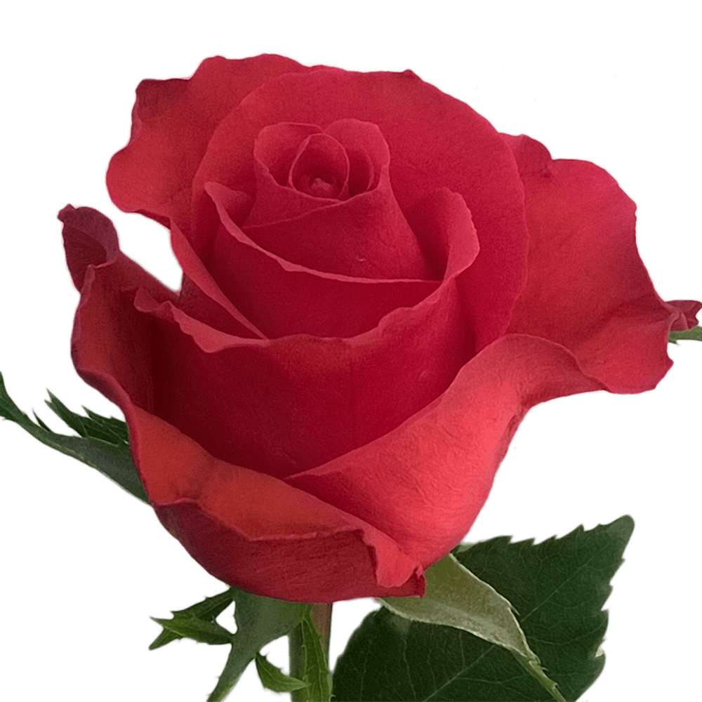 Qty of Red Unique Roses For Delivery to Chino, California