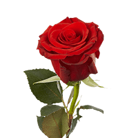 Qty of Single Red Roses For Delivery to Newburgh, New_York
