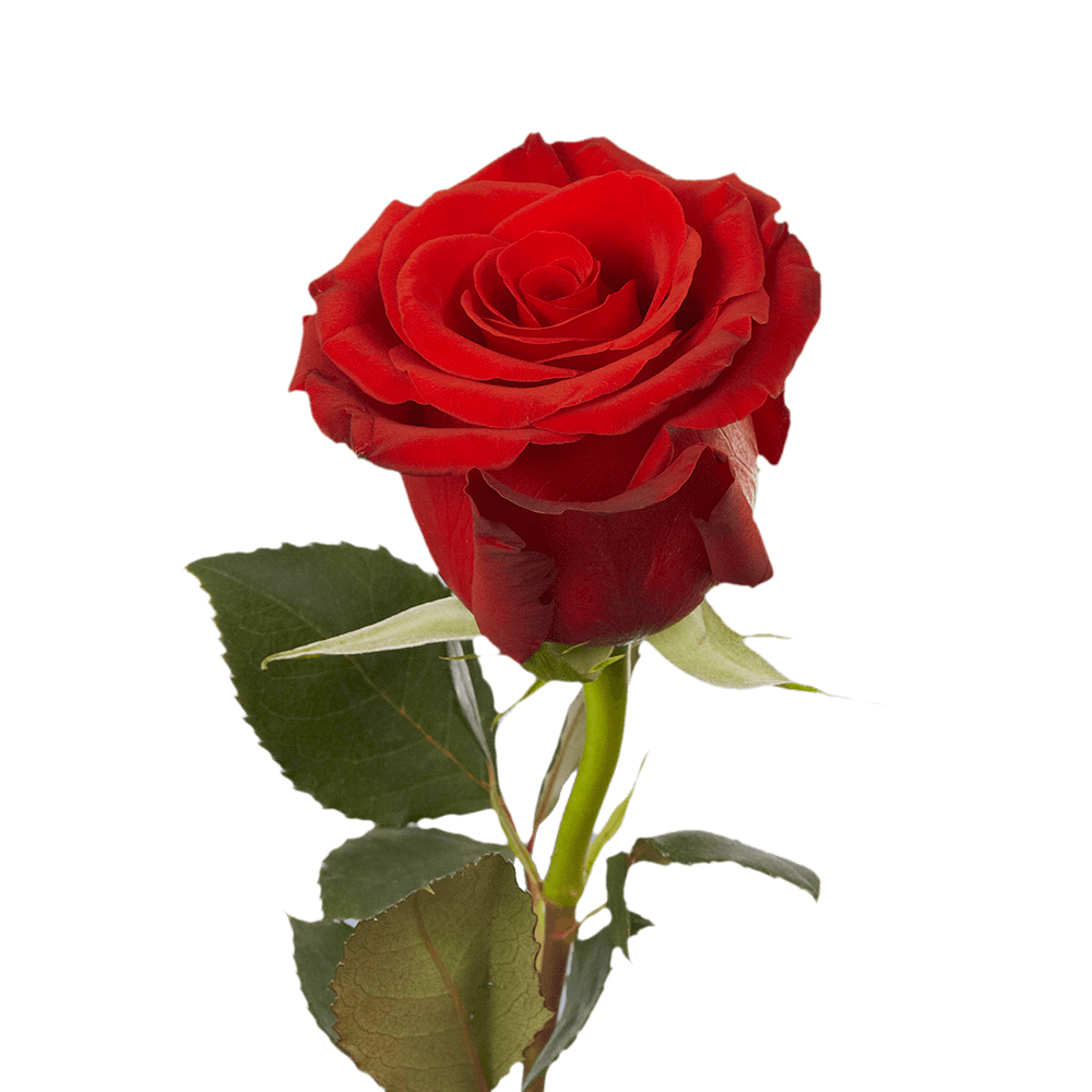 Qty of Single Red Roses For Delivery to Newburgh, New_York
