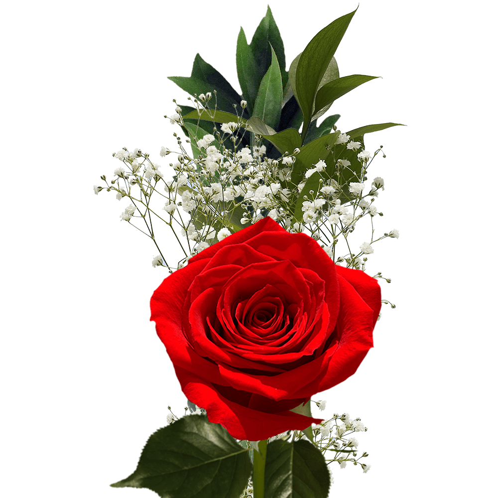Red Roses for Valentine's Day Flower Fundraiser