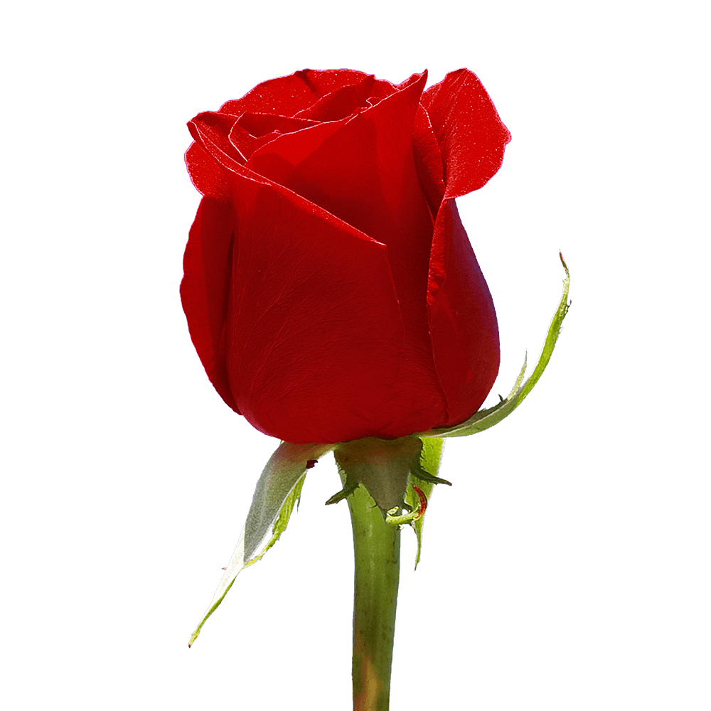 Red Roses for Valentine's Day Flowers Fundraiser