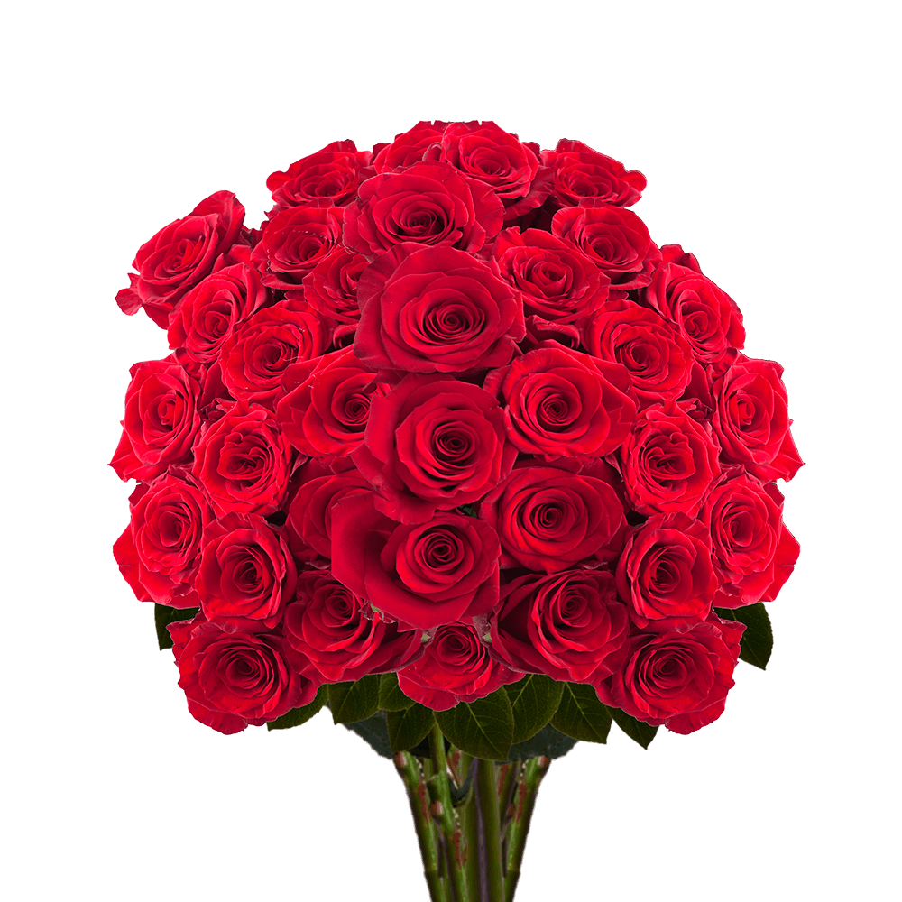 Red  Bulk Roses Delivery