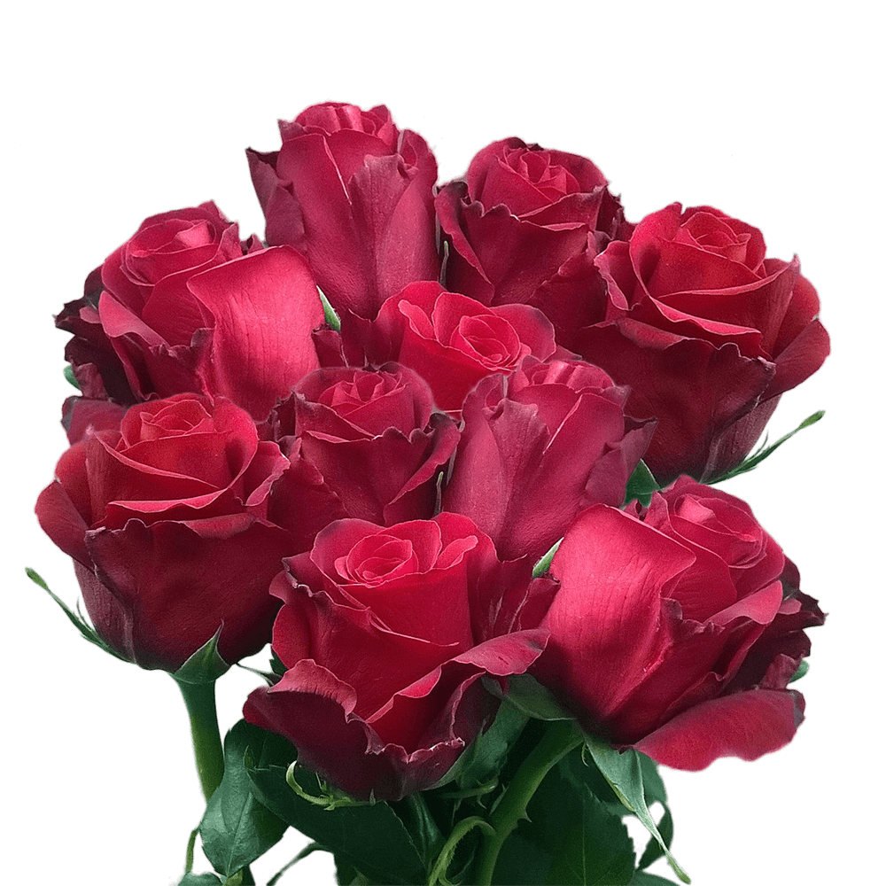 Red Roses to Buy Best Flowers Live Roses Express Shipping