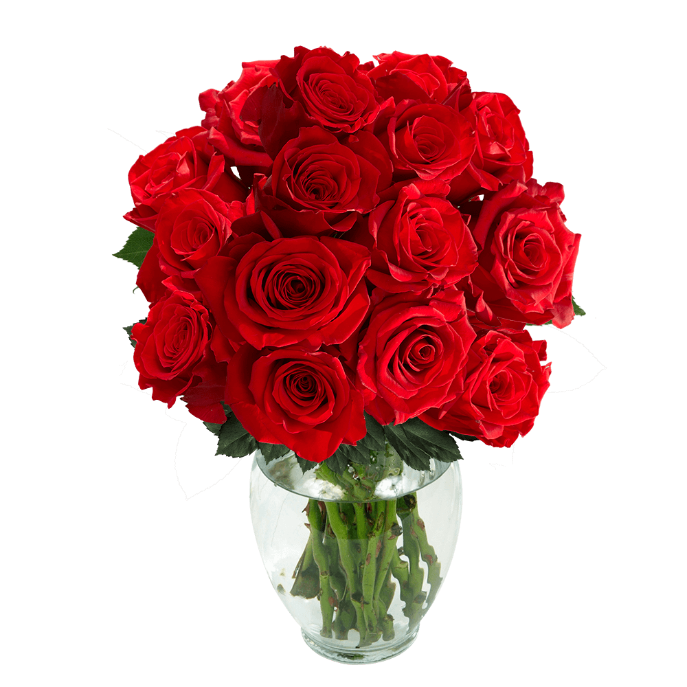 GlobalRose 5000 Fresh Red Rose Petals - Real Petals with Fast Delivery -  Perfect for Valentine´s Day