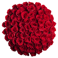 (HB) Rose Long Freedom For Delivery to Calexico, California