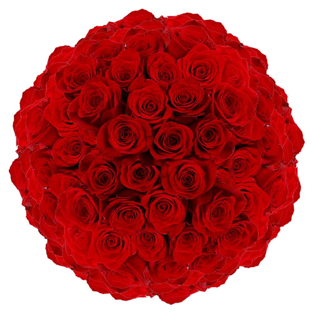 Red Roses Wholesale Farm Direct Shipping for Valentines