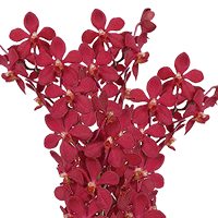 Qty of Red Ruby Orchids For Delivery to West_Virginia