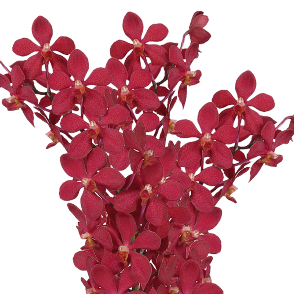 Qty of Red Ruby Orchids For Delivery to Massena, New_York