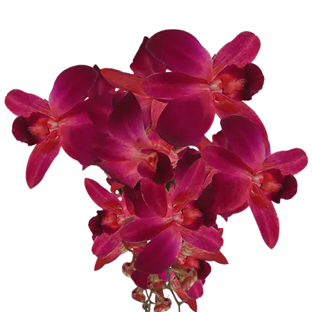 Purple-and-Red-Sonia