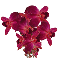 Orchids Red Sonnia Qty For Delivery to Newburgh, New_York