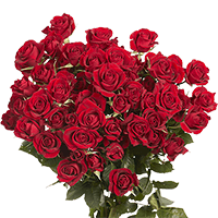 Qty of Red Spray Roses For Delivery to Rhode_Island