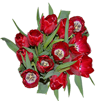 (OC) Red Tulip 6 Bunches For Delivery to King, North_Carolina