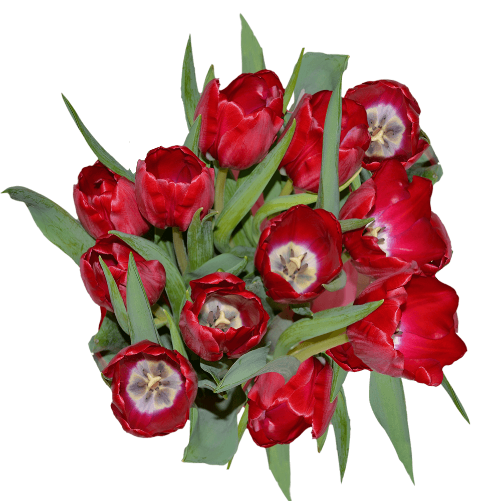 Red Tulip Flowers Lowest Cost Delivered Free